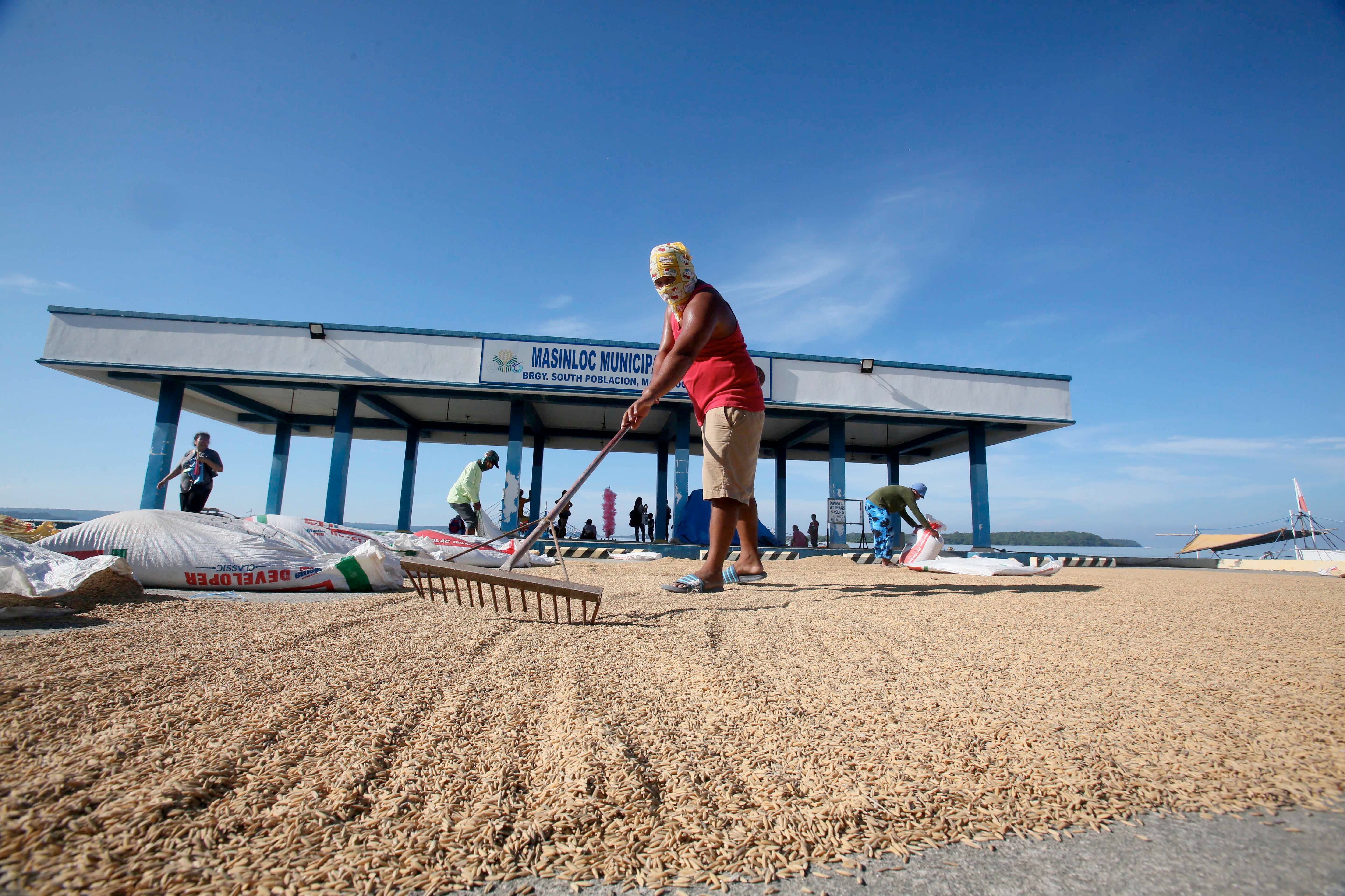Local rice supply seen at 3.83-M MT by yearend — DA